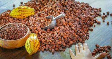 Cacao nibs are cocoa beans that have been cold-ground or ground at low temperatures to form tiny, bitter organic cocoa beans. photo