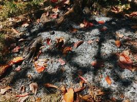 wood burning ash photo