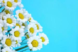 Chamomiles close up on bright blue background. Small white chrysanthemums look like daisies. Hello summer and spring holidays concept. Greeting card with place for text. photo