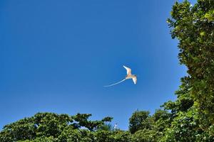Endemic white-tailed tropic bird of Seychelles, flying, Mahe Seychelles 1 photo