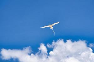 endémico cola blanca trópico pájaro de seychelles, volador cerca el takamaka árbol, mahe seychelles 3 foto