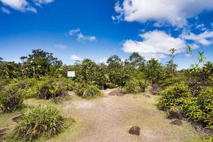 Tea tavern walk, restoration area, ferns  Mahe Seychelles photo