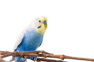 Blue Budgerigar   isolated on white background photo