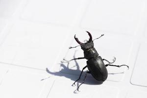 A beetle deer sits on a white plastic chair. Close-up. photo