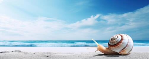 Sea Snail banner on tropical sea, sandy beach and blue sky background. photo