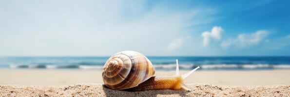 Sea Snail banner on tropical sea, sandy beach and blue sky background. photo