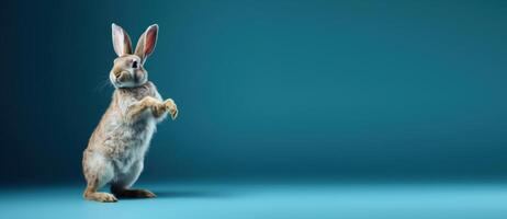 Cute Rabbit isolated on blue background, Banner with copy space. Created photo