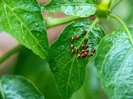 Egg of a Beetle A Tiny Wonder on a Green Leaf photo