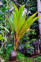 el milagro de vida un hermosa joven Coco árbol foto