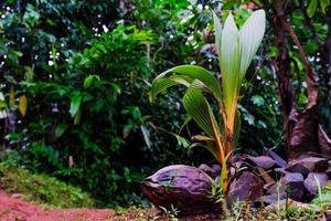 The Miracle of Life A Beautiful Young Coconut Tree photo