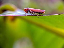 Colorful Bothrogonia on a Vibrant Leaf photo