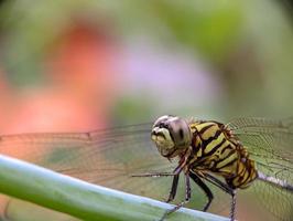 Stunning Green-Black Dragonfly on Leaf photo