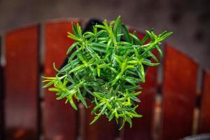 rosemary pot indoor plant flower in pot food spice snack on the table copy space food background rustic top view photo