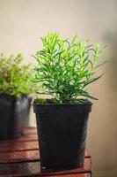 rosemary pot indoor plant flower in pot food spice snack on the table copy space food background rustic top view photo