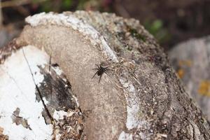 photo spider harvester horned on wood