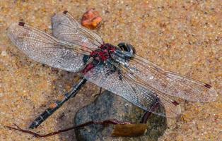 dragonfly on the sand close up photo