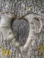 corazón tallado dentro el ladrar de un árbol foto