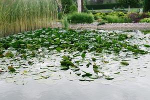 agua lirios crecer en un hermosa estanque foto