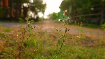 evening nature video background