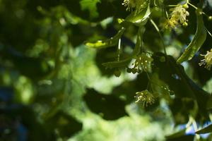 Tilia, linden tree, basswood or lime tree with unblown blossom. Tilia tree is going to bloom. A bee gathers lime-colored honey photo