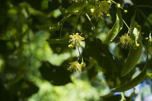 Tilia, linden tree, basswood or lime tree with unblown blossom. Tilia tree is going to bloom. A bee gathers lime-colored honey photo