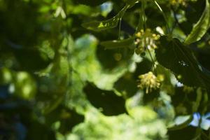 Tilia, linden tree, basswood or lime tree with unblown blossom. Tilia tree is going to bloom. A bee gathers lime-colored honey photo