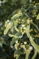 Tilia, linden tree, basswood or lime tree with unblown blossom. Tilia tree is going to bloom. A bee gathers lime-colored honey photo