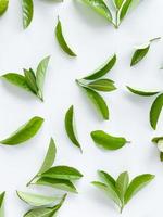 green leaves on a white background. Large fresh decorative leaves. photo