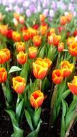 de cerca y cosecha naranja tulipanes en jardín. un hermosa de flores foto