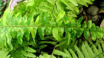 closeup and crop Boston fern background photo