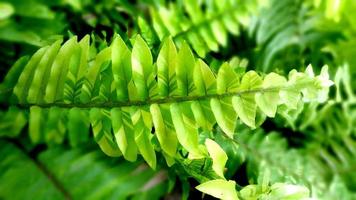 closeup and crop Boston fern background photo