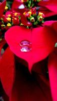 Closeup and crop poinesettia leave with raindrop photo