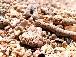 closeup and crop piece of Corals and shells on the beach photo