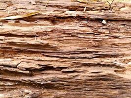 primer plano y textura de cultivo de troncos de madera seca foto