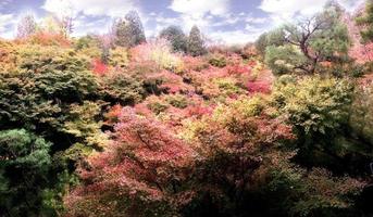 primer plano y cultivo de árboles de arce coloridos del paisaje en kyoto foto