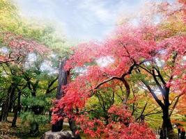 closeup colorful maple in Kyoto public park photo
