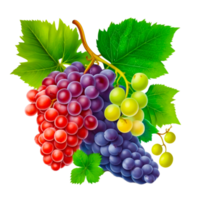 Frais coloré les raisins illustration png