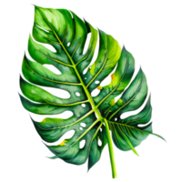 Green monstera leaf illustration png