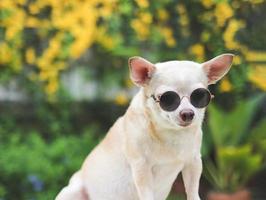 brown short hair  Chihuahua dog wearing sunglasses  sitting on green grass in the garden with yellow  flowers blackground,. photo