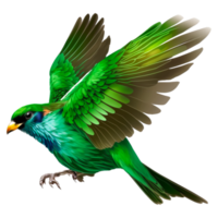 oiseau amazonien Motmot dessin plume png