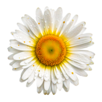 Realistic Chamomile Icon free illustration png