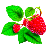 Raspberry sweet fruit illustration png