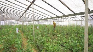 wachsend und wachsend von Rose Sämlinge. das Gärtner Spaziergänge im das Gewächshaus Überprüfung das Blumen. video