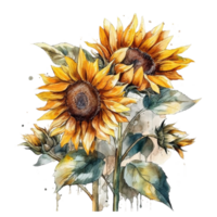 Sunflower watercolor clipart, png