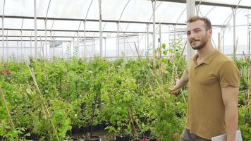 Young enterprising florist. Young modern florist with tablet in hand showing his greenhouse to the camera. video