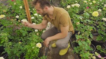 florista, jardineiro quem leva Cuidado do flores dentro a estufa. uma florista quem produz rosas Verificações rosas dentro uma estufa. video