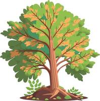 haya árbol dicotiledóneas planta vector