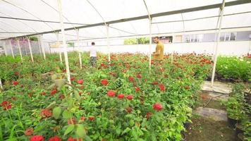 Florists working in greenhouse. Young florists are working in a rose greenhouse. video