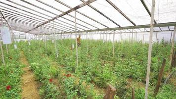 serra per fiore produzione. giovane uomo Lavorando nel il serra è a piedi tra il fiori. video