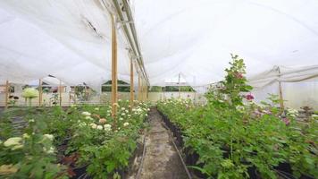 Rosa plántulas creciente en invernadero. rosas crecido en un cerrado invernadero. flor producción, cultivo. video